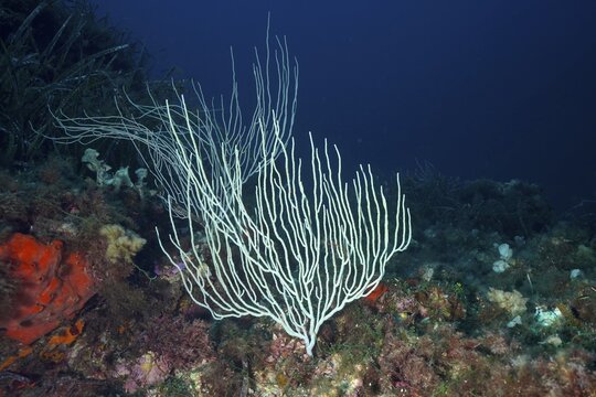 White gorgonians (Eunicella singularis) stand out against dark, deep water in the Mediterranean Sea near Hy&egrave;res, dive site Giens Peninsula, Provence Alpes C&ocirc;te d'Azur, France