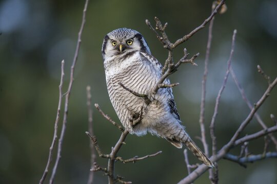 Hawk owl, sparrow owl, surnia ulula, birds, owls, northern hawk owl, owls, strigiformes, birds