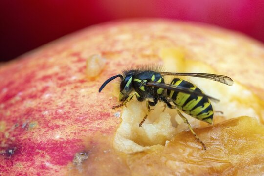 German wasp, real wasp, German wasp, hymenoptera, short-headed wasps, vespula germanica, on apple, on food, on fruit, apple, wrinkled wasps, insects, fruit, wasp, wasp
