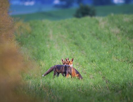 Red fox (Vulpes vulpes), siblings, Zurich, Switzerland