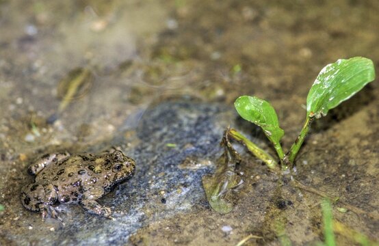 Mountain toad, bombina variegata, yellow-bellied toad, amphibians, amphibians, amphibians, amphibians, amphibians, toads