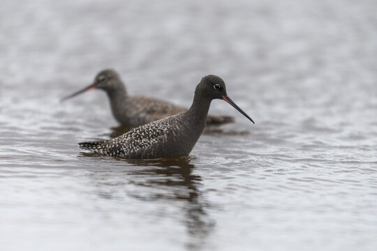 Dark water strider, spotted redshnak, tringa erythropus, birds, charadriiformes, limikolen, snipe birds, scolopacidae, transitory plumage, birds, waders, transitional dress