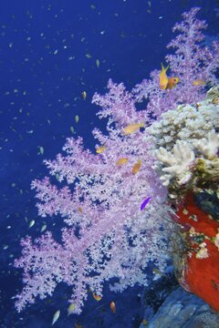 Hemprich's tree coral (Dendronephthya hemprichi) and sea goldie (Pseudanthias squamipinnis), Daedalus reef dive site, Red Sea, Egypt