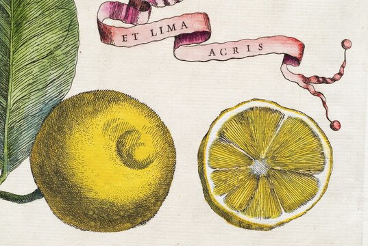 Cut, halved lemon and lemon on a branch with leaf and decorative banner Et Lima Acris, citrus fruit, hand-colored copper engraving from Giovanni Baptista Ferrari Hesperides, Sive, de Malorum Aureorum Cultura et Usu Libri Quatuor, Rome, 1646