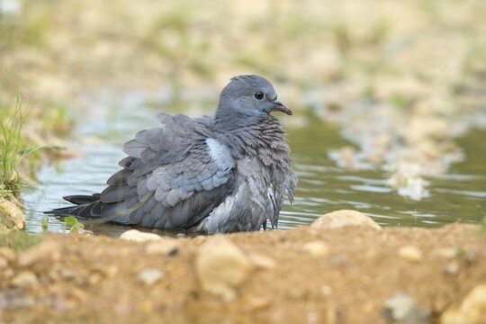 Columba Oenas, Holdove, Stock Pigeon, Bath, Bathe, Bird Bath, Birds, Columbidae, Doves, Adolescent, Juvenile, Doves, Potion, Birdbath, Birds, Watering Place
