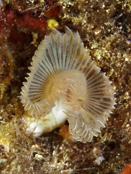Feather duster sea creature with fan-shaped structures in brown tones, Protula tubularia, dive site Giens Peninsula, Mediterranean Sea, Porquerolles, Provence, C&ocirc;te d'Azur, France
