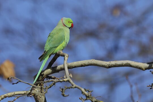 Rose-ringed parakeet (Psittacula krameri) sitting on a branch, palace gardens Biebrich, Wiesbaden, Hesse, Germany