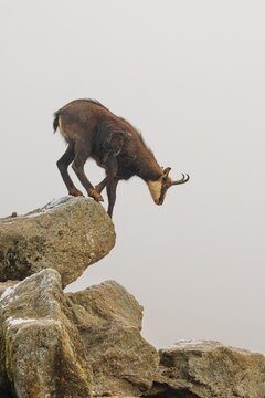 An adult male chamois (Rupicapra rupicapra) jumps down from a rock in dense fog at sunrise, illuminated by a weak, solitary ray of sunlight