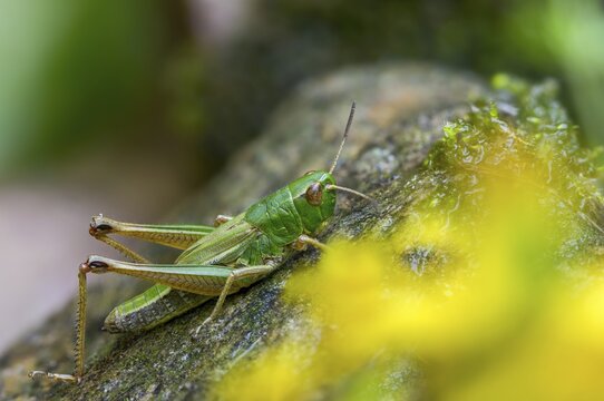 Acrididae, Caelifera, Chorthippus parallelus, field locusts, common grasshoppers, gomphocerinae, short-feeler scare, pseudochorthippus parallelus, grasshoppers, grasshoppers, insects, male, meadow grasshopper, male