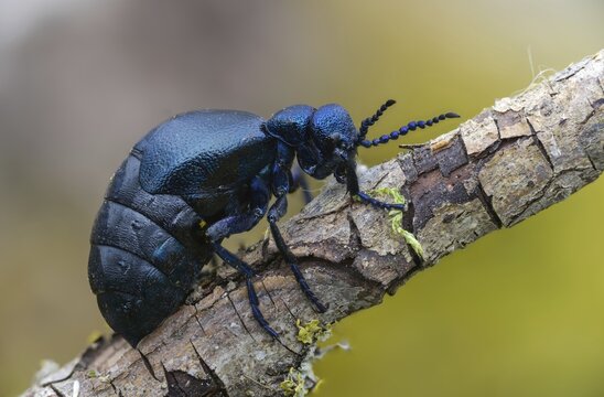 Blue mayworm, mayworm, meloe cf violaceus, meloe violaceus, meloid beetle, purple oil beetle, beetle, coleoptera, insects, beetles, oil beetle, oil beetle