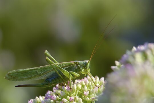 Grasshoppers, Great Green Bush cricket, big hayhorse, green hayhorse, deciduous locusts, songscares, Tettigonia viridissima, tettigonioidea, ensifera, grasshoppers, insects, insects, long-feeler scare