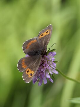 A round-eyed brown (Erebia medusa) in its natural habitat, resting on a purple flower against a green background, Goms, Canton of Valais, Switzerland