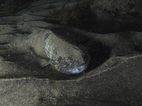 An Atlantic lizardfish (Synodus saurus) is buried in the sand at night and barely visible on the seabed, dive site: El Cabron Marine Reserve, Arinaga, Gran Canaria, Spain, Europe, Atlantic Ocean