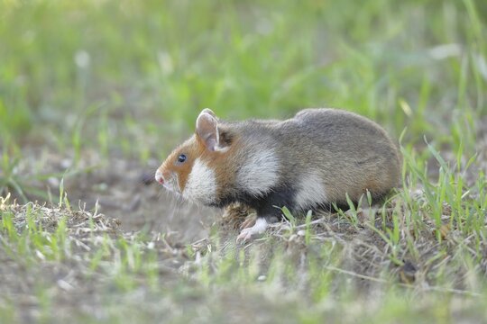 Field hamster (Cricetus cricetus), in a meadow, Vienna, Lower Austria, Austria