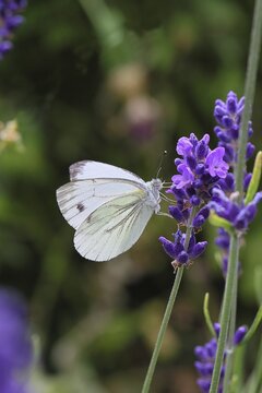 A Cabbage butterfly (Pieris brassicae) sucking nectar on the flower of true lavender (Lavandula angustifolia), in a natural environment in a garden, nice bokeh in the background, close-up, wildlife, insects, butterflies, butterflies, Wilnsdorf, North Rhine-Westphalia, Germany