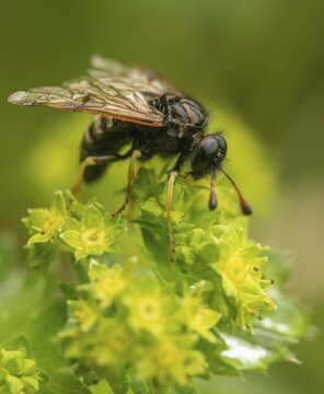 Abia candens, field widow flowers clughorn leaf wasp, cimbicidae, hymenoptera, clubhorn leaf wasp, clubhorn leaf wasps, small field widow flowers clubhorn leaf wasp, plant wasps, symphyta, high size, portrait, insects, insects