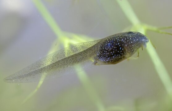 Common frog, common frog, rana temporaria, amphibians, amphibians, three weeks old, frog, frogs, young animal, juvenile, tadpole, larva, amphibians, amphibians, amphibians