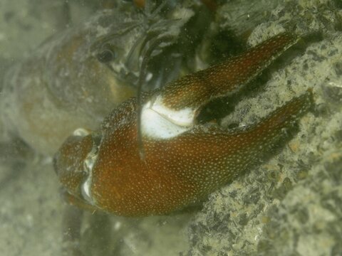 Close-up of a crab claw of signal crayfish (Pacifastacus leniusculus), the typical light-coloured spot on the claw is clearly visible. Terlinden dive site, K&uuml;snacht, Lake Zurich, Canton Zurich, Switzerland