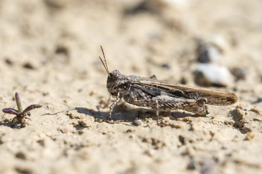 Acrotylus insubricus, caelifera, common digging grasshopper, granelli, grasshoppers, insubrian wasteland scare, Italy, short-feeler scare, Pantano Cuba lagoon, Pantani Cuba and longarini, migratory bird sanctuary Pantani Cuba & Longarini, grasshoppers, grasshoppers, insects, insects, Italy, Sicily, foundation pro biodiversity, oEdland scare spec