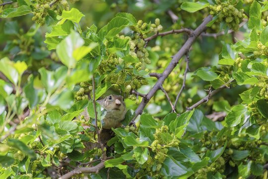 A fully grown ground squirrel (Spermophilus citellus) climbs a black mulberry tree (Morus nigra) (a rare sight) to reach the flowers. Austria