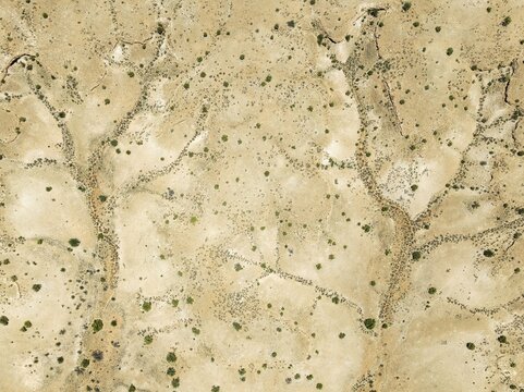 Dry stream courses and desert plants in the Kalahari Desert. Aerial view. Drone shot. Namibia