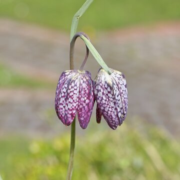 Snake's Head Fritillary (Fritillaria meleagris), single flower in a meadow, close-up, inflorescence, early bloomer, spring, Wilnsdorf, North Rhine-Westphalia, Germany