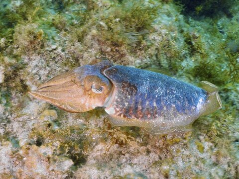 A common cuttlefish (Sepia officinalis) clings to the seabed, perfectly camouflaged, at the El Cabron Marine Reserve dive site, Arinaga, Gran Canaria, Spain, Europe, Atlantic Ocean