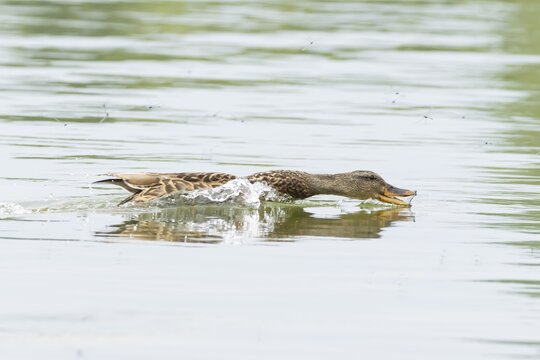 Mallard duck (Anas platyrhynchos) adult female bird catching damselflies for food on the water surface of a lake in summer, England, United Kingdom
