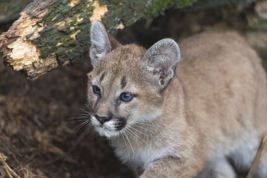 A cougar kitten, Puma concolor, walking along a rotten
tree lying on the ground