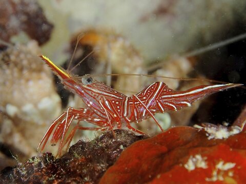Camel shrimp (Rhynchocinetes durbanensis), House Reef dive site, Mangrove Bay, El Quesir, Red Sea, Egypt