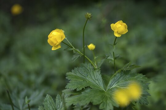 Budabin seed, buttercup, butter ball, butterrose, globe flower, goldhead, buttercup, ball ranunculus, ranunculaceae, trollflower, trollius europaeus, flora, plants, plants