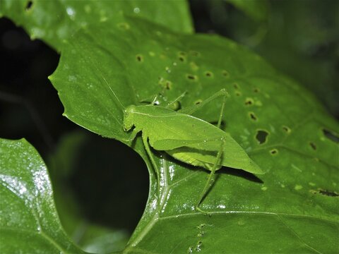 Cuban giant leafhopper (Stilpnochlora couloniana), leafhopper, grasshopper, Monteverde cloud forest, Costa Rica, Central America