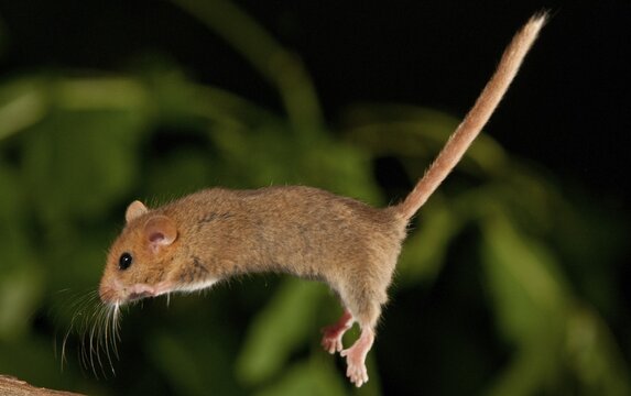 Hazel vole, Hazel dormouse, Muscardinus avellanarius, rodents, rodentia, bilche, bolt, dormice, dormouse, mammals, rodents, sleepers, jump, mammals