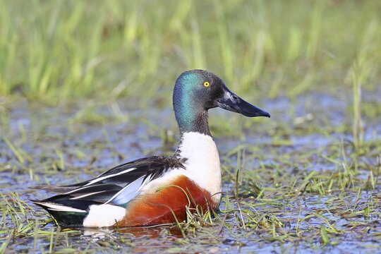 Shoveler (Spatula clypeata) in a wet meadow, spring, wildlife, bird, dabbling duck, H&uuml;de, Ochsenmoor, Lake D&uuml;mmer, H&uuml;de, Lower Saxony, Germany