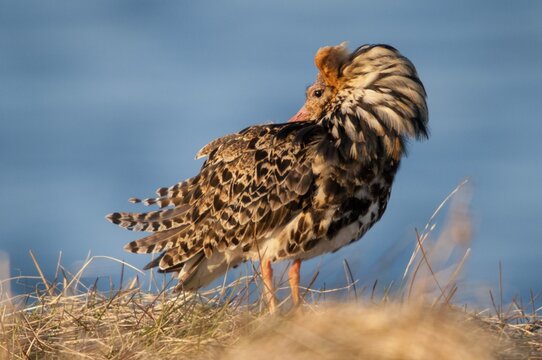 Calidris Pugnax, fighter runner, Norway, Philomachus Pugnax, ruff, varanger, courtship, courtship behavior, birds, charadriiformes, courtship display, limikolen, male, snipe birds, scolopacidae, birds, waders, waders, waders