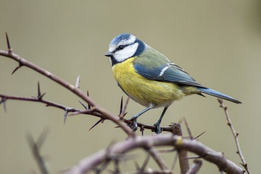 Blue tit, parus caeruleus, birds, tits, passeri, songbirds, songbirds, tits, birds