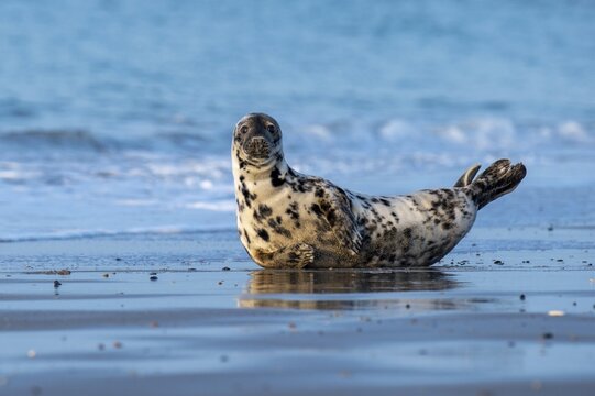 Grey seal (Halichoerus grypus), North Sea, Heligoland, Schleswig-Holstein, Germany