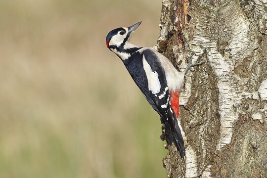 Great Spotted Woodpecker (Dendrocopus major), male, foraging on the trunk of a silver birch (Betula pendula), wildlife, woodpeckers, nature photography, autumn, Wilnsdorf, North Rhine-Westphalia, Germany