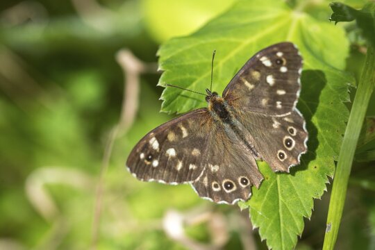 Leaf butterfly, pararge aegeria, speckled wood, forest board game, butterfly, insects, butterfly, butterflies
