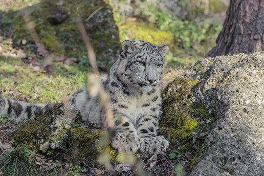 A snow leopard (Panthera uncia) rests on a rock in hilly terrain, surrounded by green vegetation. Captive