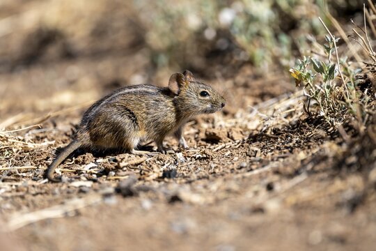 Four-striped grass mouse or four-striped grass rat (Rhabdomys pumilio), South Africa