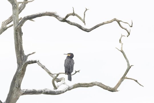 Great cormorant (Phalacrocorax carbo) adult bird in a tree, England, United Kingdom