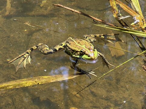 A pool frog (Pelophylax esculentus) lying in the water, Upper Bavaria, Bavaria, Germany
