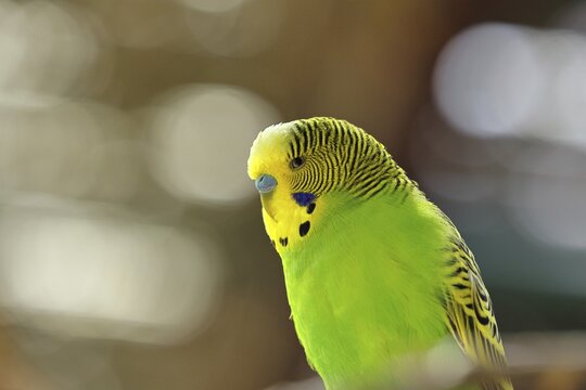 Budgerigar (Melopsittacus undulatus), adult, natural colours, on a branch, portrait, animal portrait, captive, occurrence in Australia, Hesse, Germany