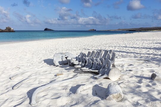 Whale skeleton, Gardner Bay beach, Isla Espa&ntilde;ola, Galapagos, Ecuador