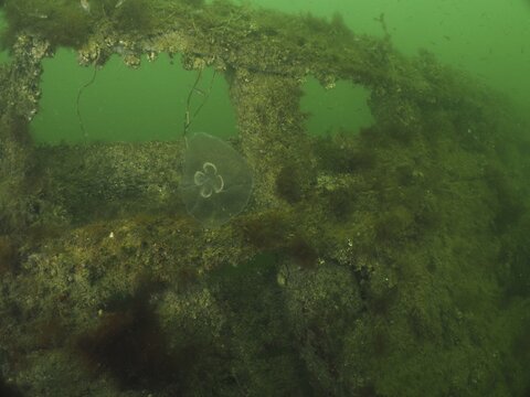 Moon jellyfish (Aurelia aurita) in front of an underwater wreck structure covered in seaweed, Severn Wreck (Trubbnos) dive site, Konabbsfj&auml;rden, Nyn&auml;shamn, Stockholm, Sweden