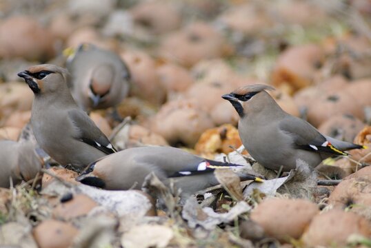 Bombycilla Garrulus, waxwing, birds, fallen fruit, meadow orchard, passeri, songbirds, songbirds, orchard, birds