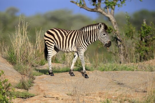 Burchell's zebra (Equus quagga burchelli), Burchell's zebra, adult, alert, Kruger National Park, South Africa