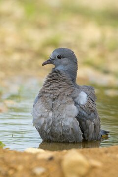 Columba Oenas, Holdove, Stock Dove, Stock Pigeon, Bath, Bird Bath, Birds, Columbidae, Doves, Adolescent, High Size, Portrait, Young Animal, Juvenile, Doves, Drinking, Birdbath, Birds, Watering Place