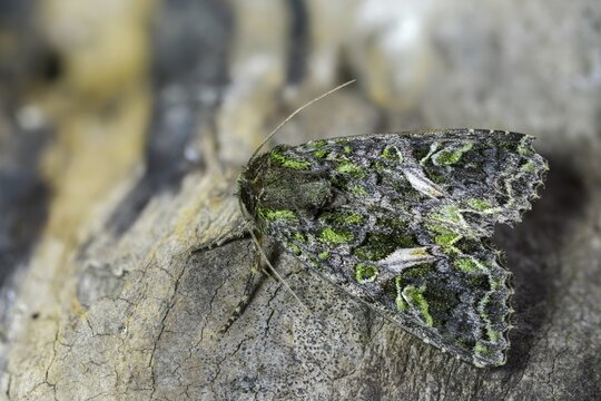 Green reporting owl, reporting owl, trachea atriplicis, insects, moths, moths, moths, orache moth, butterflies